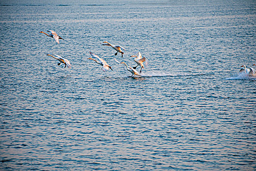 山东威海烟墩角海边飞翔的天鹅