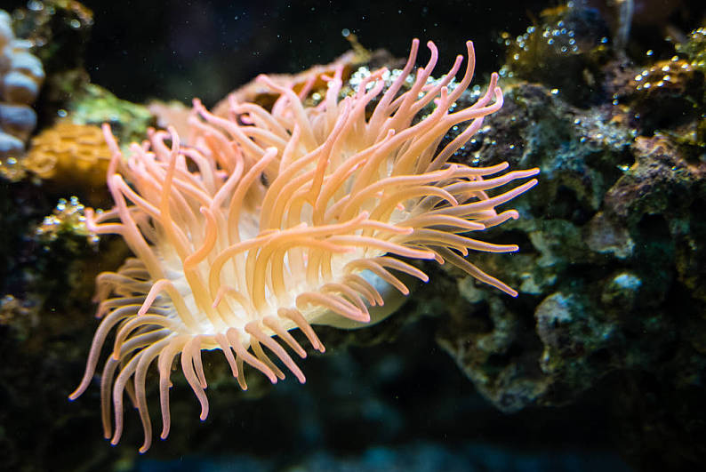 水下生物_橙色_海葵_石头_海水_高清图片_全景视觉