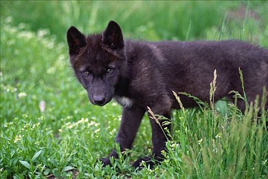幼狼,艾伯塔省,加拿大