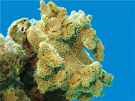 珊瑚礁,软,黄色,珊瑚,热带,海洋,水下