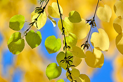 枝条,黄色,秋叶,心形,叶子,北莱茵威斯特伐利亚,德国,欧洲