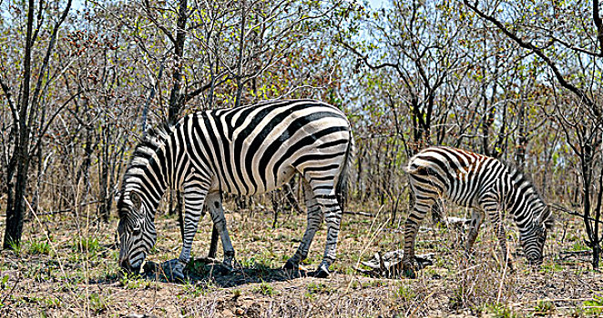 平原斑马,斑马,小马,克鲁格国家公园,南非,非洲