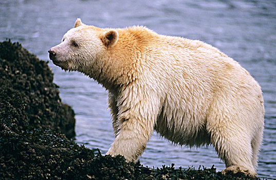 大公主岛,不列颠哥伦比亚省,加拿大,灵熊,白灵熊,黑熊,濒危,站立,海藻,遮盖,石头