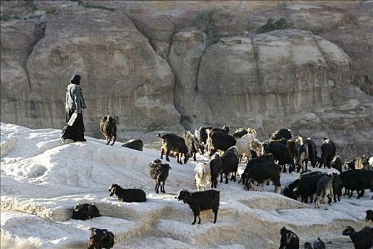 山羊,牧群,靠近,城市,佩特拉,约旦