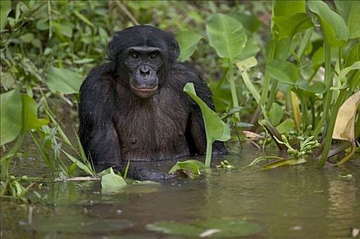 倭黑猩猩,孤儿,浴,黑猩猩,刚果