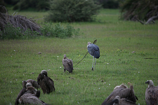 野生,粗毛秃鹫,非洲,大草原,肯尼亚,危险,鸟