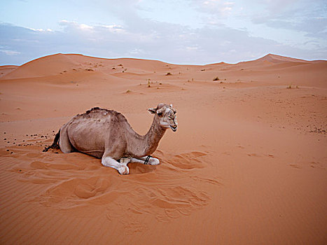 单峰骆驼,阿拉伯骆驼,休息,沙丘,却比沙丘,沙漠,靠近,梅如卡,摩洛哥,北非,非洲
