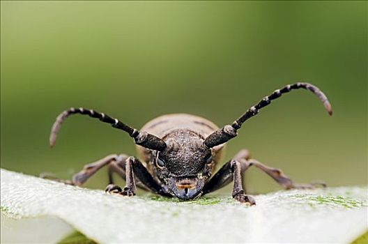 甲虫,普罗旺斯,法国南部,欧洲