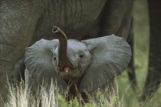 非洲象,幼兽,发声,夏天,禁猎区,南非