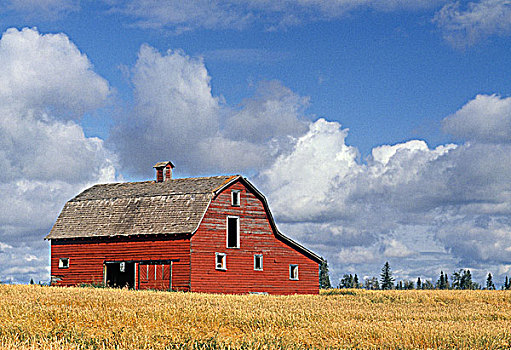老,谷仓,靠近,德文郡,艾伯塔省,加拿大