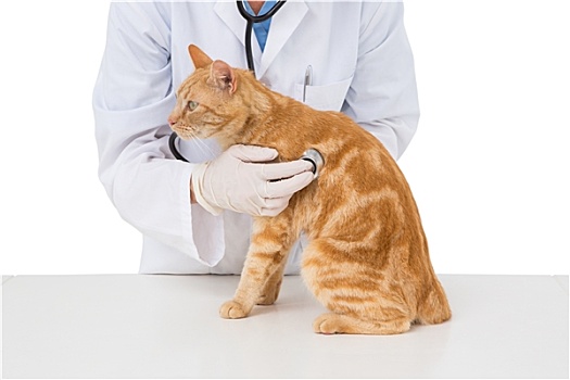 兽医,检查,猫,听诊器