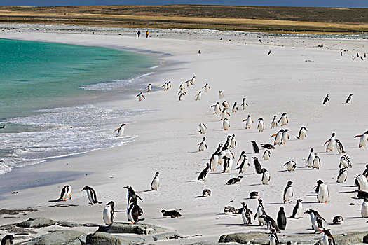 巴布亚企鹅,福克兰群岛,群,宽,沙滩,旅游,背景