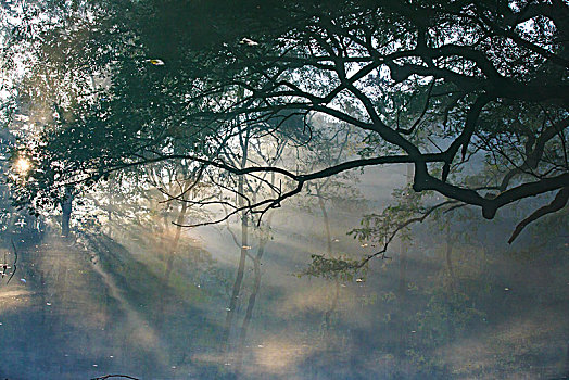 树木,阳光,水池,光线,早晨,放生池