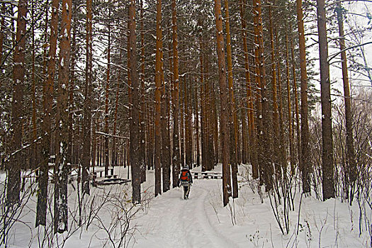 女人,走,积雪,树林,俄罗斯