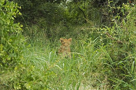狮子,幼兽,树林,禁猎区,克鲁格国家公园,林波波河,南非