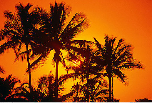 剪影,棕榈树,日落,海耶纳,公园,考艾岛,夏威夷,美国