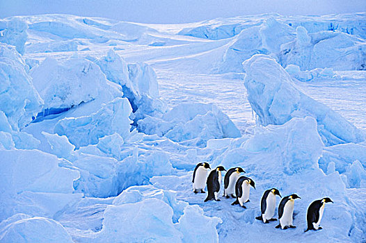 帝企鹅,移动,海冰,南极