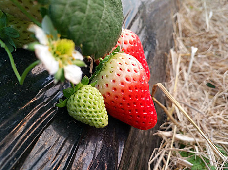 草莓,红颜草莓