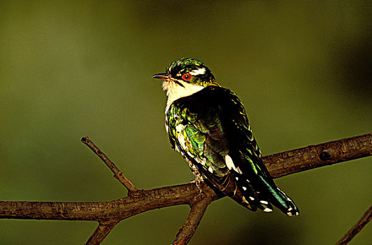 布谷鸟,南非