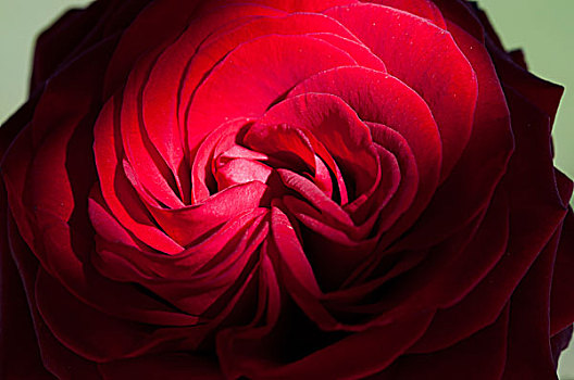微距,照片,一个,红玫瑰