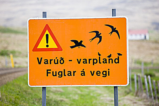 冰岛,路标,警告