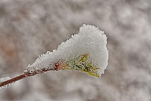 芽,积雪