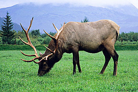 麋鹿,放牧,草,草地,阿拉斯加野生动物保护中心,波蒂奇,阿拉斯加