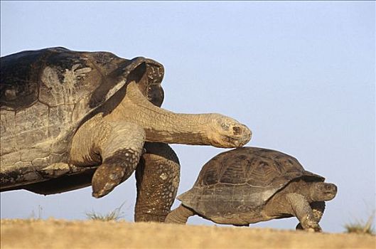 加拉帕戈斯巨龟,加拉帕戈斯象龟,交配,追逐,小,幼小,大,阿尔斯多火山,伊莎贝拉岛,加拉帕戈斯群岛,厄瓜多尔