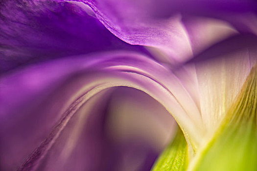 特写,背影,紫色,康乃馨,花,大幅,尺寸