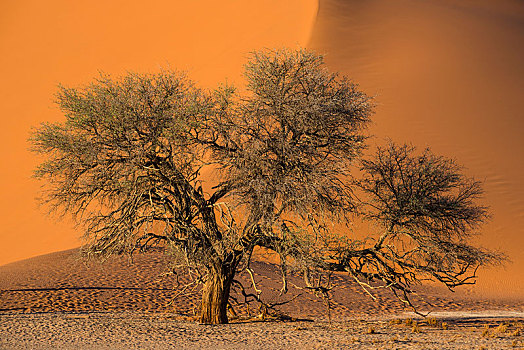 树,正面,沙丘,索苏维来地区,纳米布沙漠,纳米比沙漠,公园,区域,纳米比亚,非洲