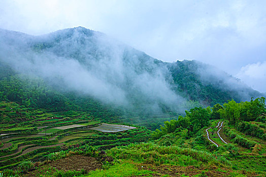 山,树林,雾气,云海,氤氲,绿色,树木,乡村