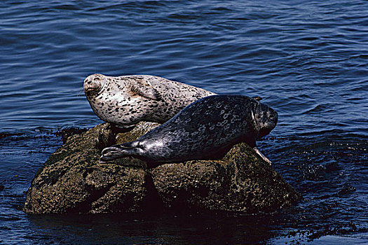 斑海豹,一对,蒙特利湾,加利福尼亚