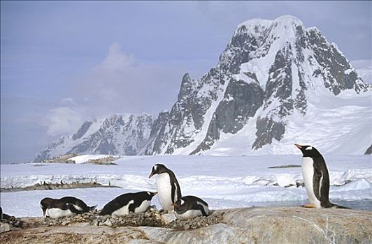 巴布亚企鹅,生物群,花冈岩,岩层,南极半岛,南极