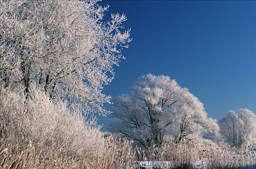 白霜,遮盖,树,巴伐利亚,德国