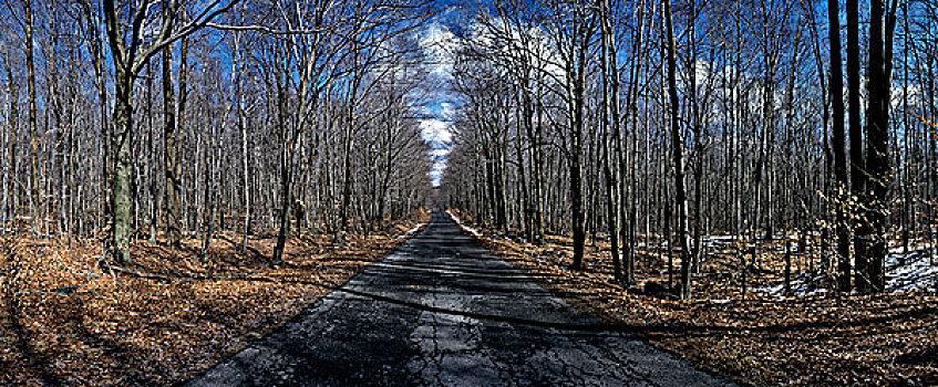 道路,通过,树林,波科诺山,宾夕法尼亚,美国