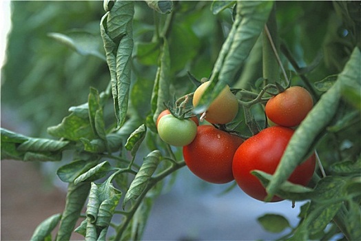 新鲜,西红柿,温室