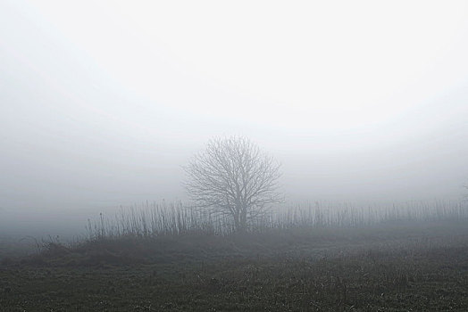 自然,树,雾气,英国