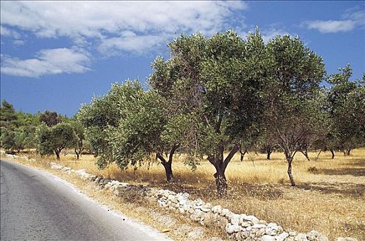 橄榄树,街道,农业,希腊,欧洲