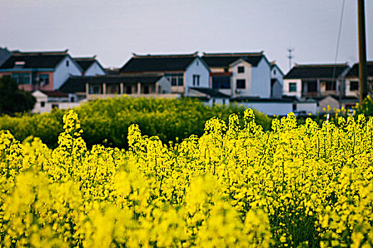 油菜花