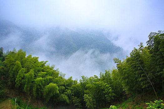 山,树林,雾气,云海,氤氲,绿色,树木,乡村