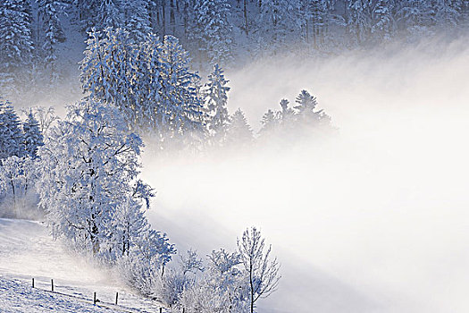 白霜,遮盖,风景,瑞士