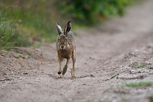 欧洲野兔,跑,下萨克森,德国,欧洲