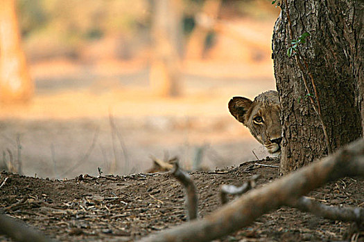 幼狮,狮子,偷窥,后视图,树干,国家公园,津巴布韦