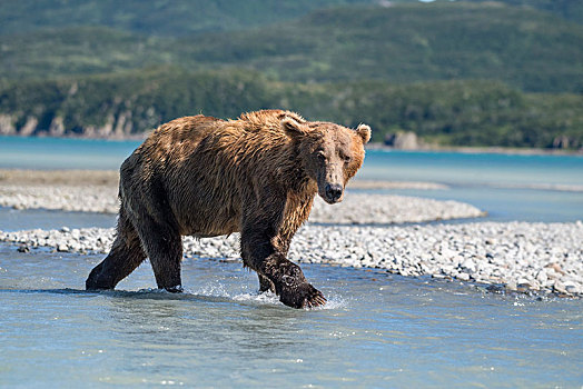 棕熊,水中,卡特麦国家公园,阿拉斯加,美国,北美