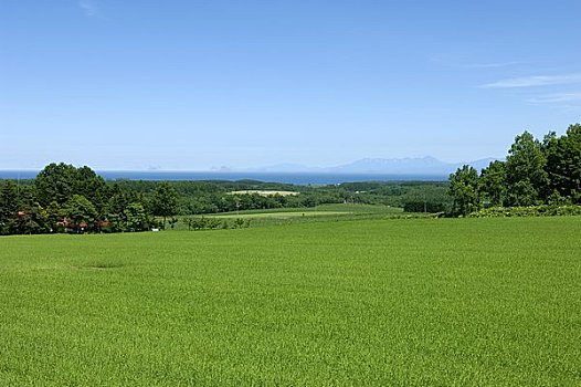 啤酒,麦田,印象,道路