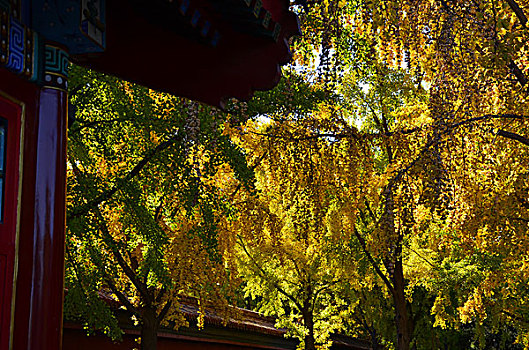 景山银杏