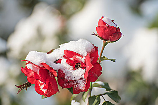 雪后月季花