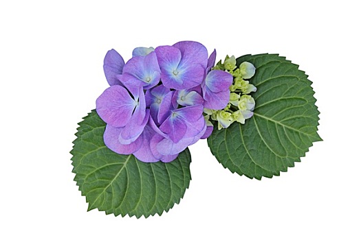 蓝色,紫色,八仙花属,隔绝,白色背景