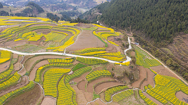 陕西勉县漩水坪梯田油菜花