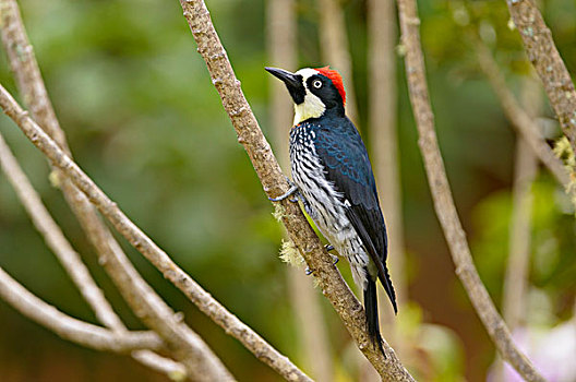 啄木鸟,橡树啄木鸟,栖息,枝条,国家公园,圣荷塞,省,哥斯达黎加,北美